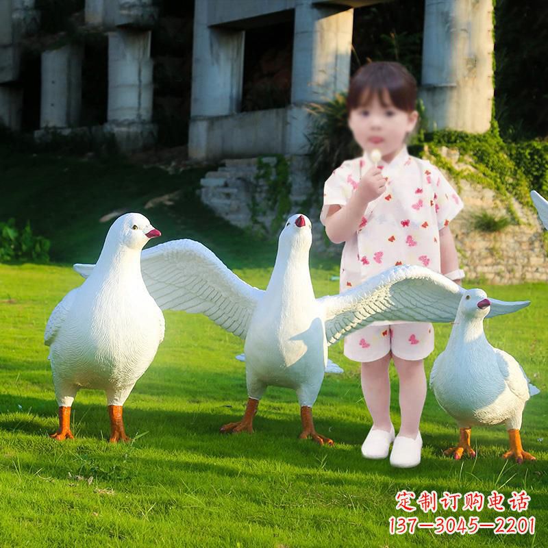 达州和平鸽唤醒内心的宁静