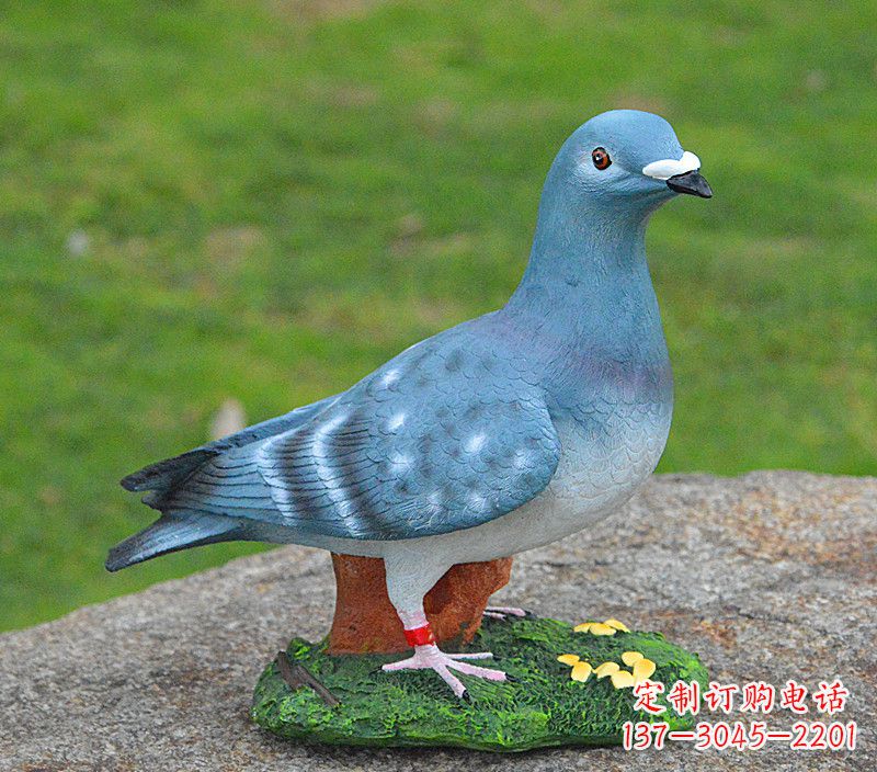 达州和平鸽传承着永恒的爱